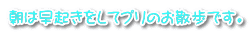 朝は早起きをしてプリのお散歩です。